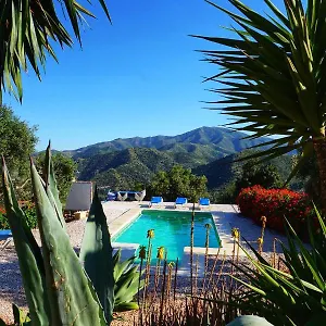 Olive Branch El Chorro